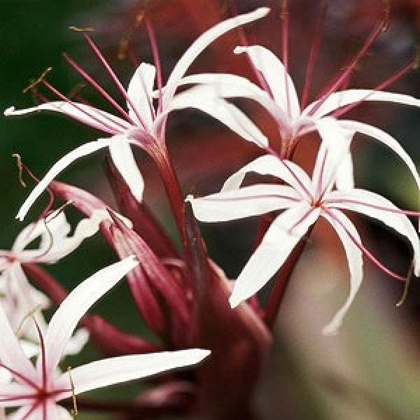 Brown Dwarf Lily - Crinum Lily Pink